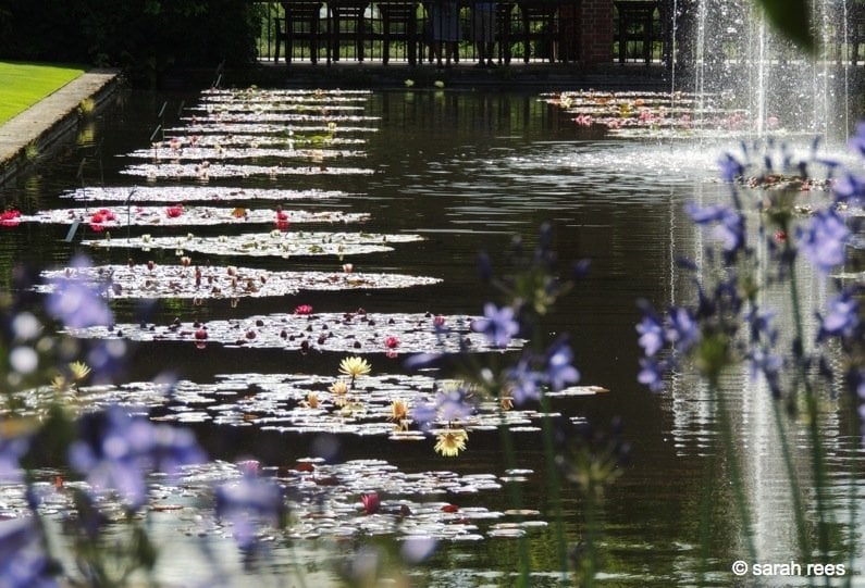 Lilies on Canal