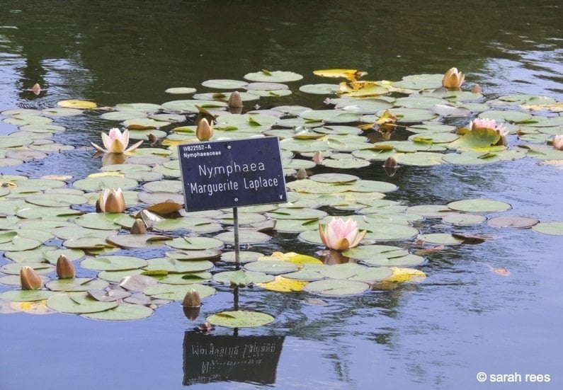 Nymphaea