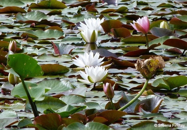 water lillies beaver lake