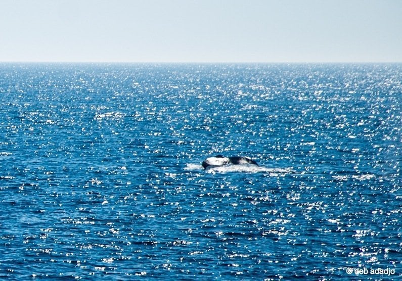 fin of whale