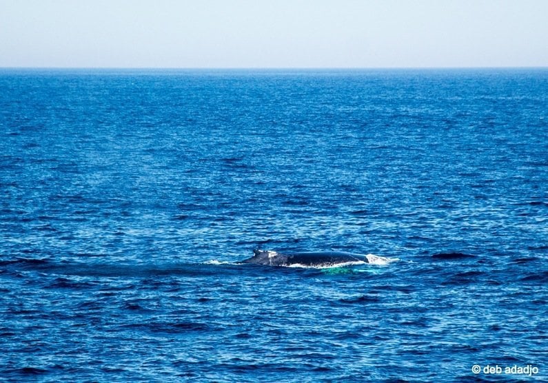 Humpback Whale breaching