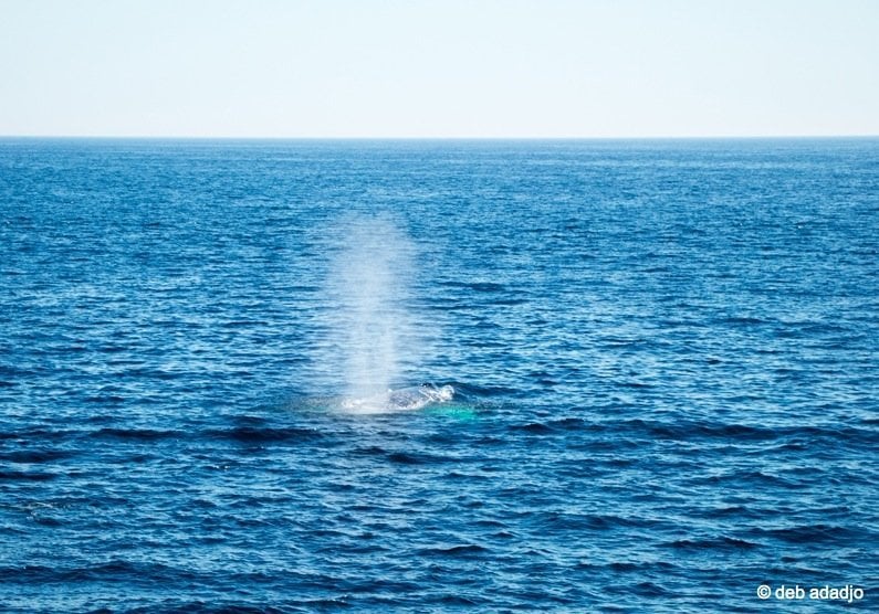 Humpback Whale blowing water