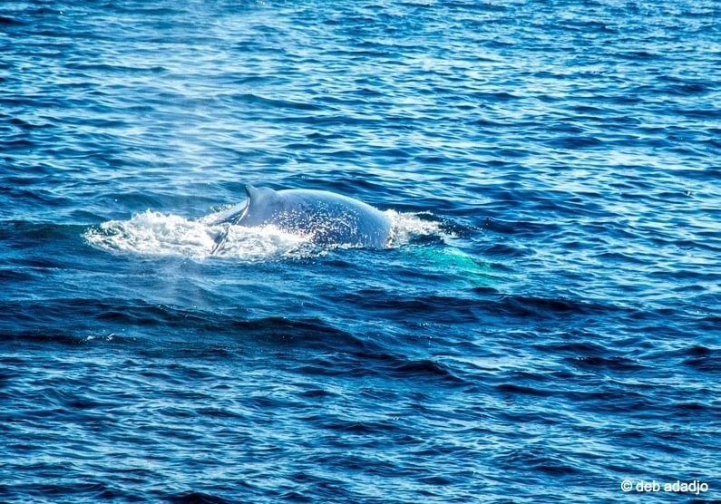 Humpback Whale and dorsal fin