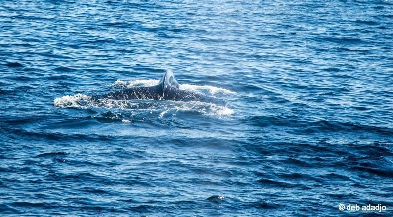 Humpback Whale in the ocean