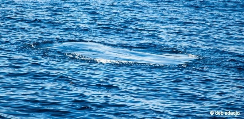 diving whale above water view