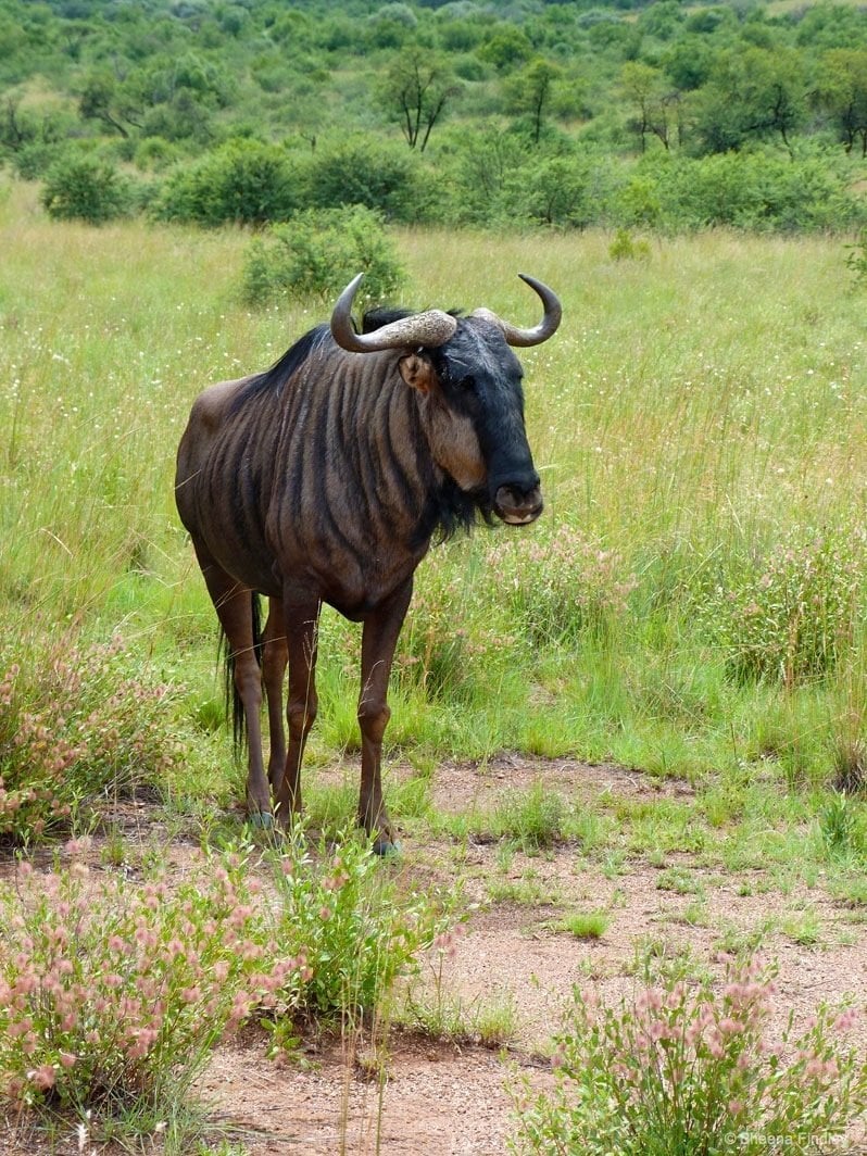 male Impala at Pilanesberg Game Reserve and National Park