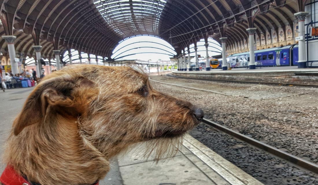 York Station dog friendly