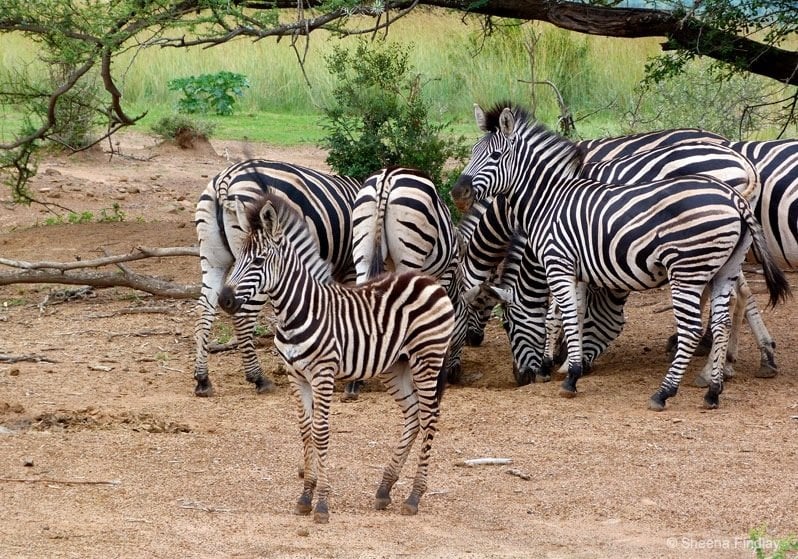 South Africa zebras