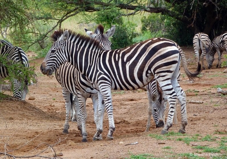 zebras at Pilanesberg Game Reserve and National Park