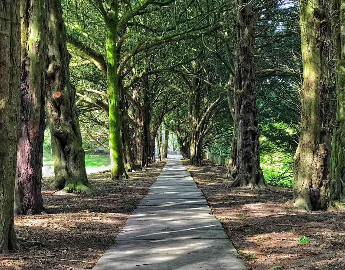 row of ancient yew trees appleby castle