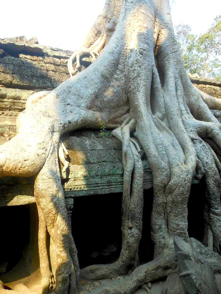 Iconic giant tree roots at an Angkor Wat temple