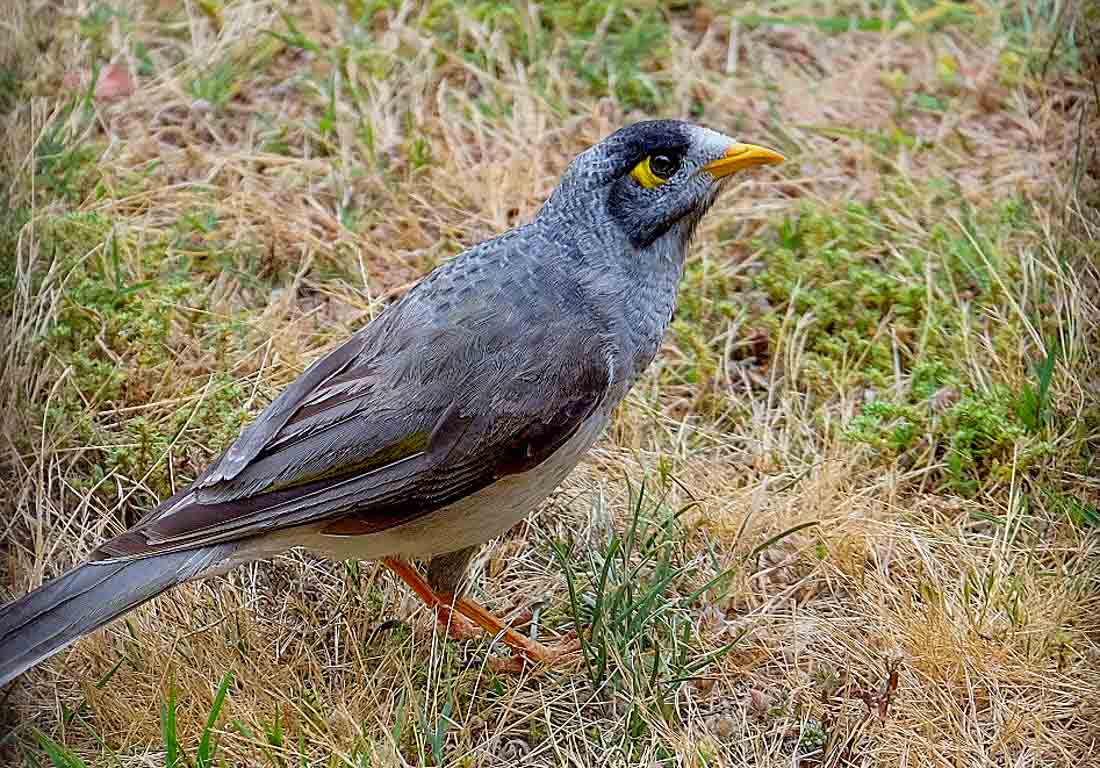 Noisy Minor Bird on the lawn