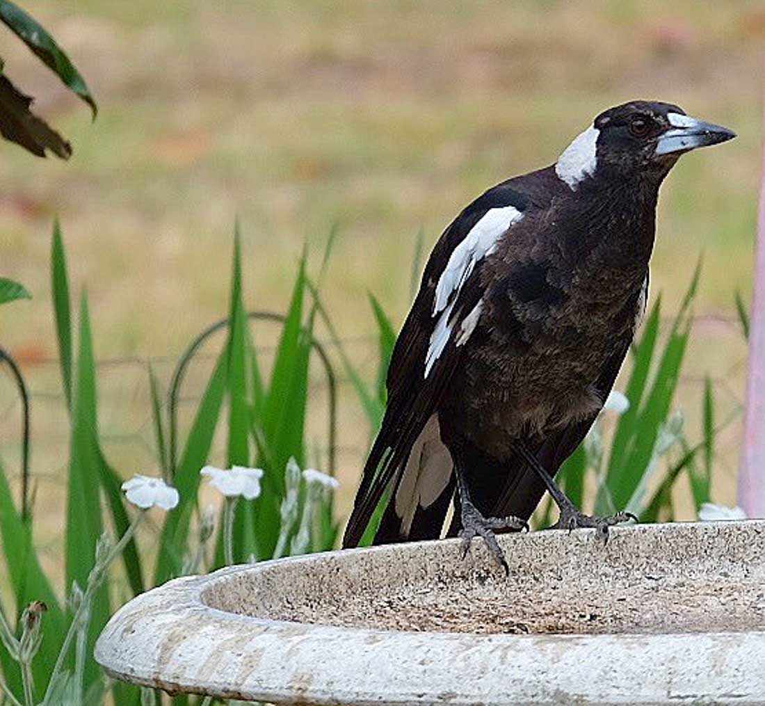Magpie at the Birdbath