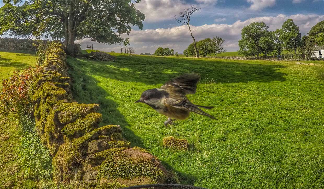 coal tit flying