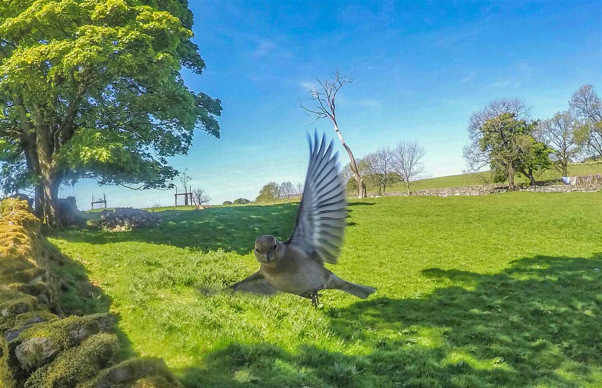 Garden Camera Highlights - In The Eden Valley, Cumbria 2