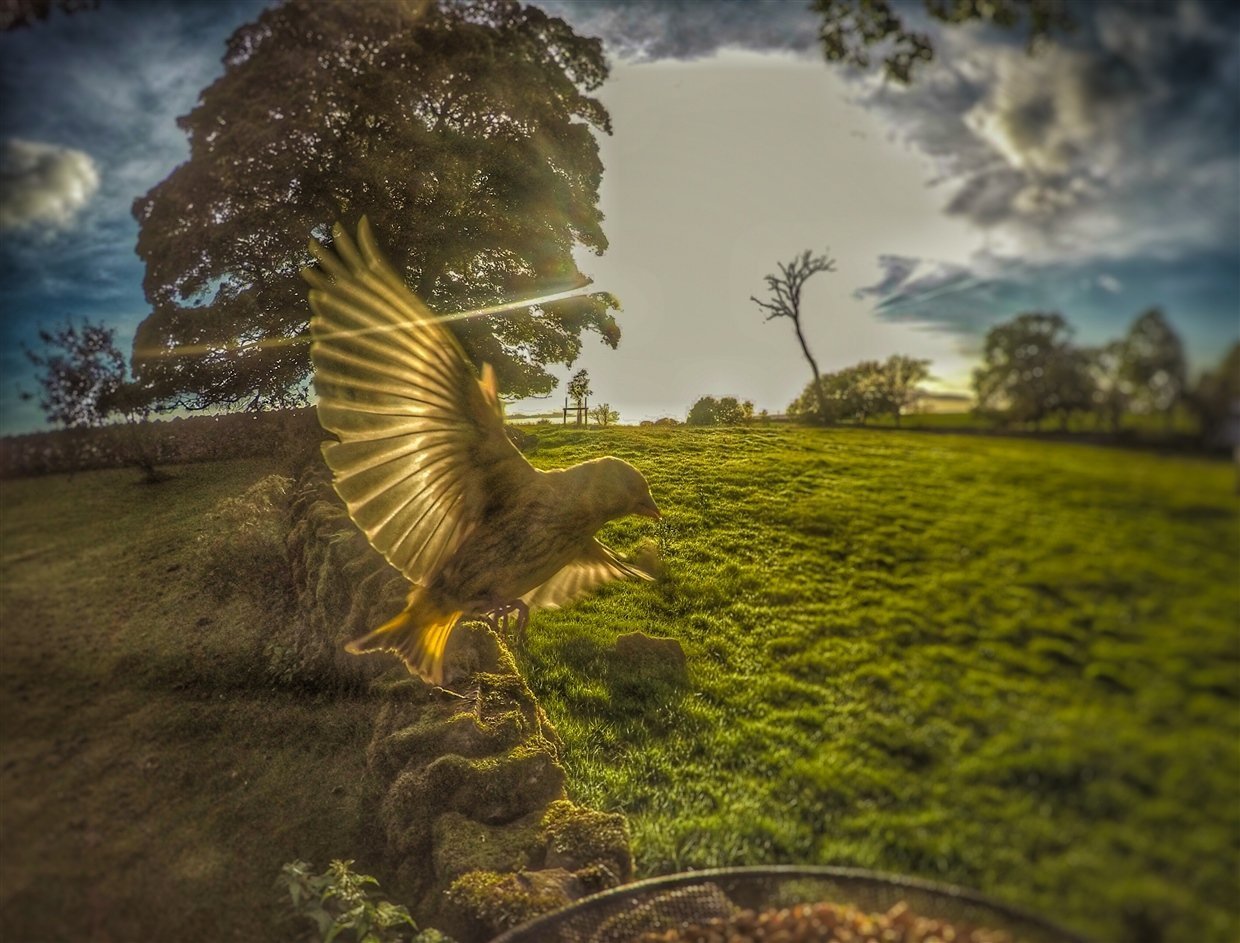 Green Finch flying by at sunset