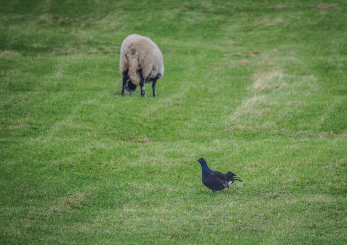 black grouse and sheep