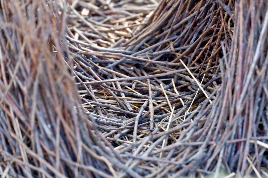 Twigs in bowerbird nest