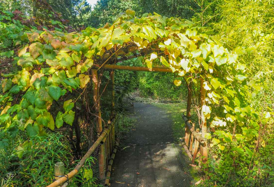 tree archway in autumn