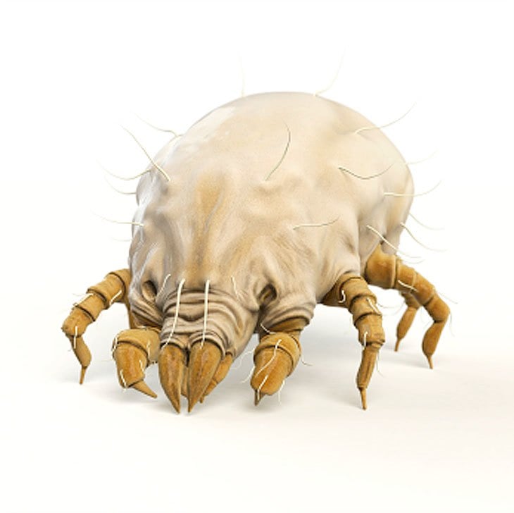 close up of a dust mite