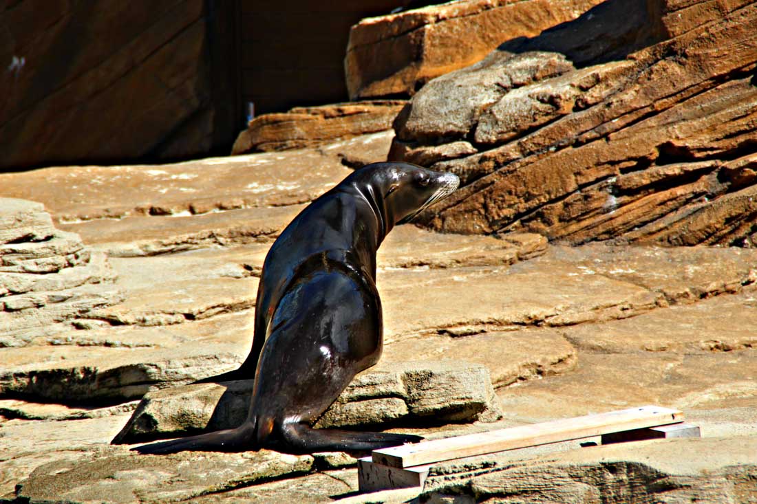 seal at Nausicaá sealife centre