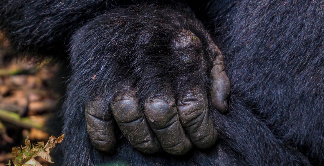 close up gorilla hand