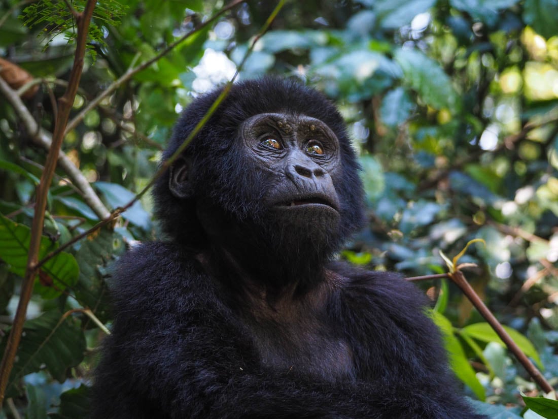 baby mountain gorilla