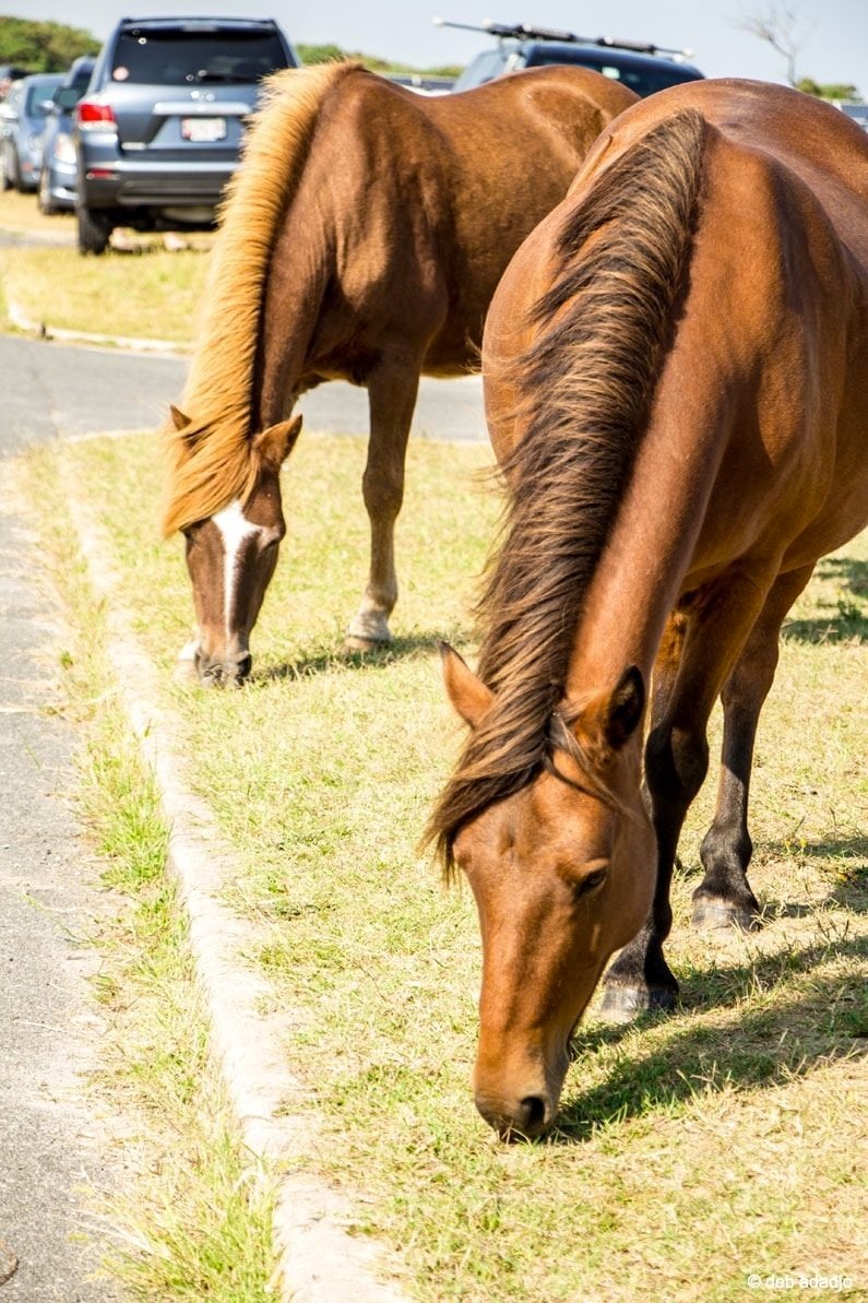 two horses near the road