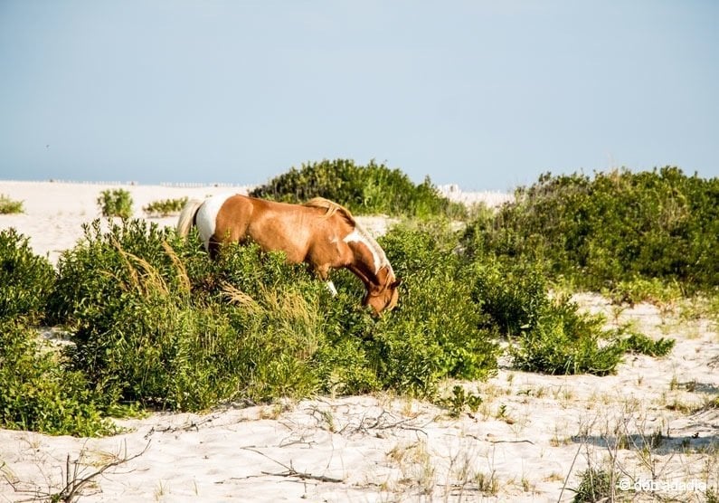 desert, bush and horse Assateague Island