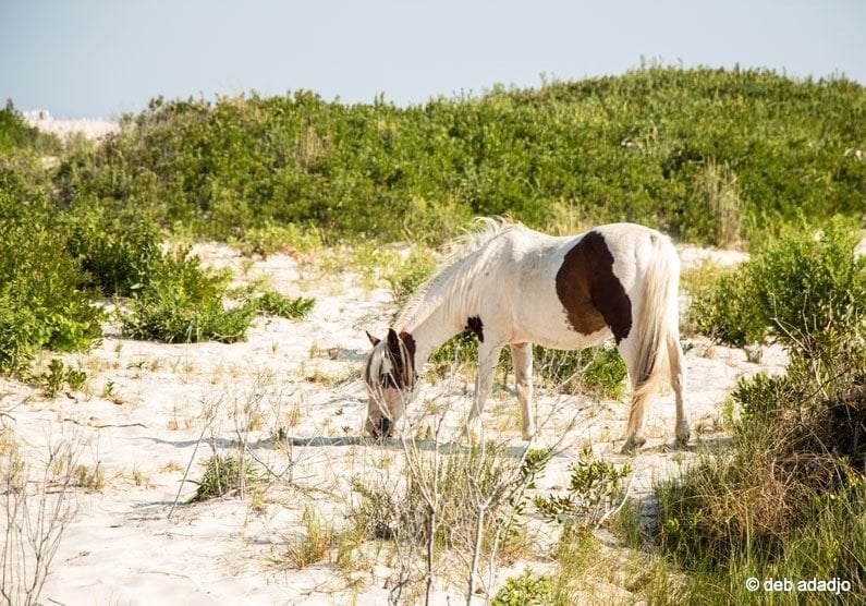 white and brown horse on Assateague Island