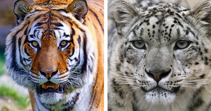 tiger - leopard altitude wild cats