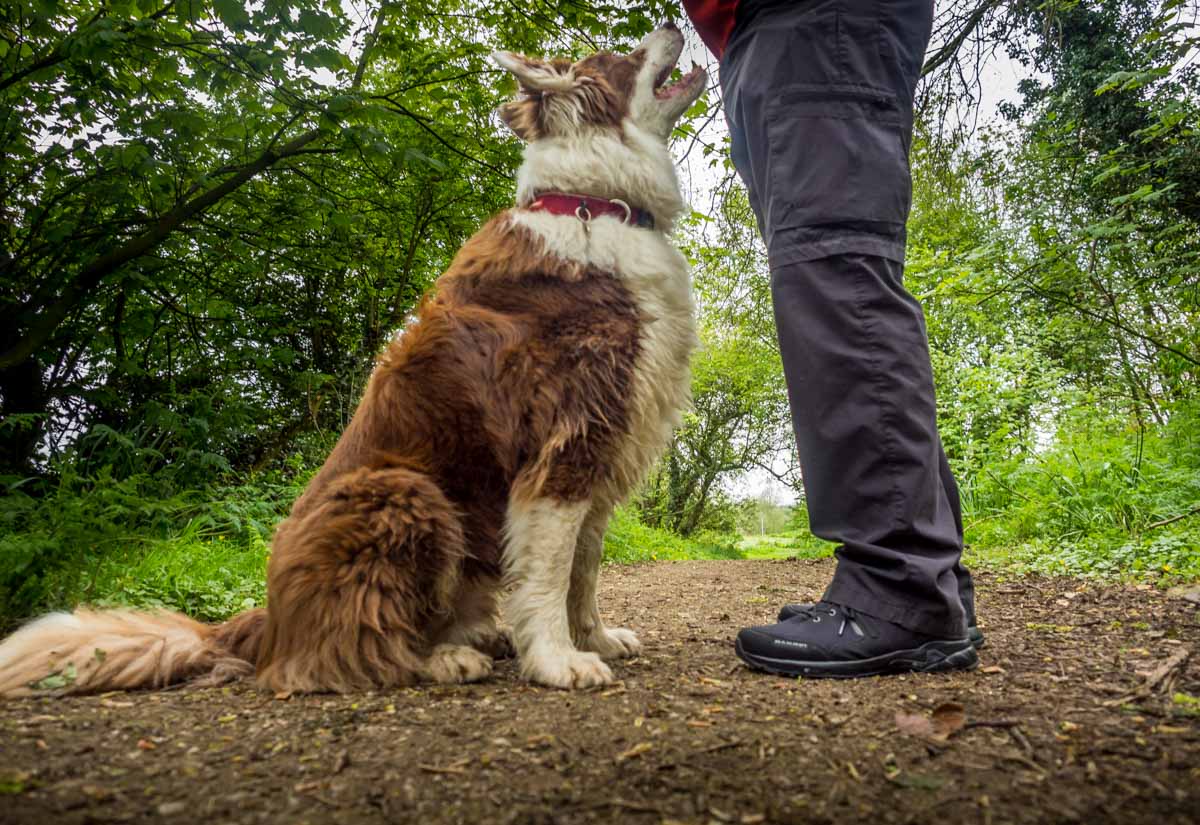 Mammut Ultimate Pro Low GTX Hiking Shoes from Go Outdoors   BaldHiker