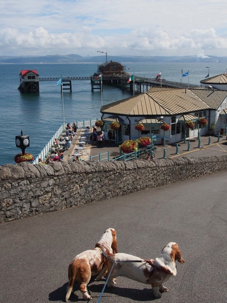 walking down to the mumbles with the dogs