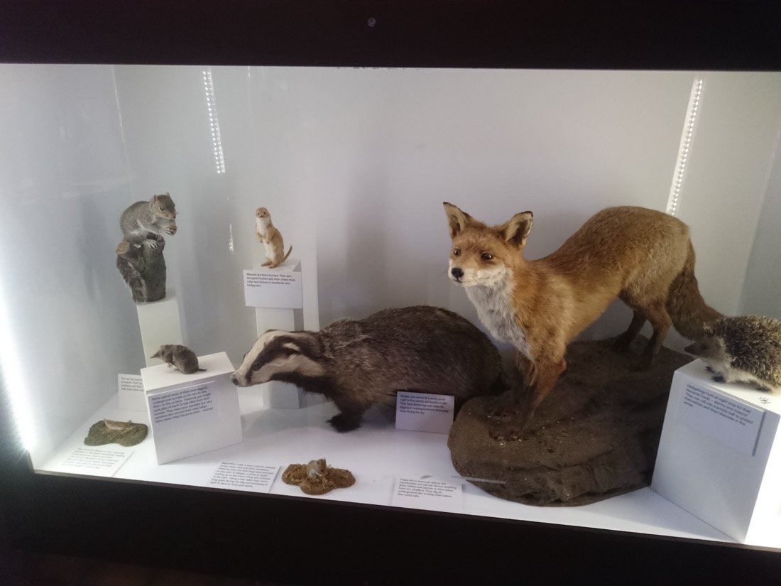 stuffed animals in wollaton hall manor house