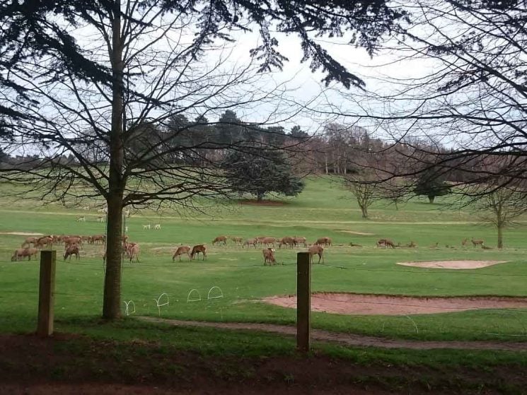 deer at Wollaton deer park