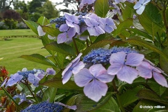 Hydrangeas in the gardens