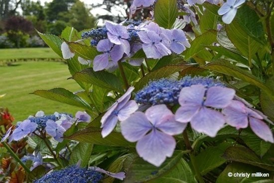  Hydrangeas in the gardens