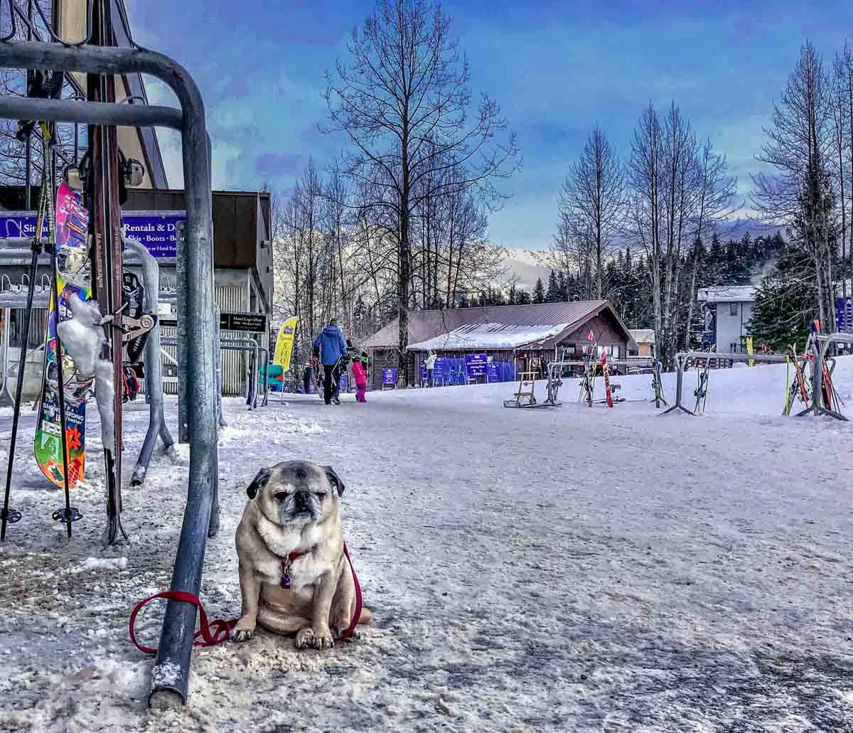 cold dog in Alaska