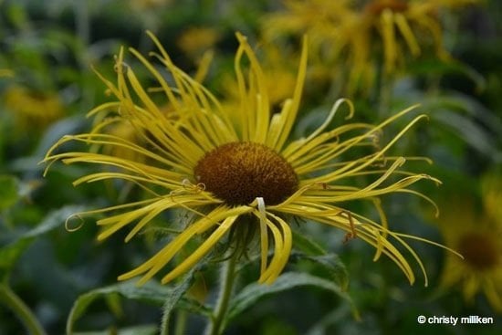 Yellow flower blooming