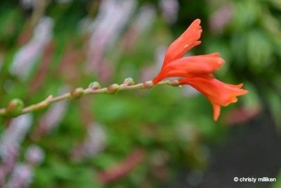 Flower blooming in the gardens