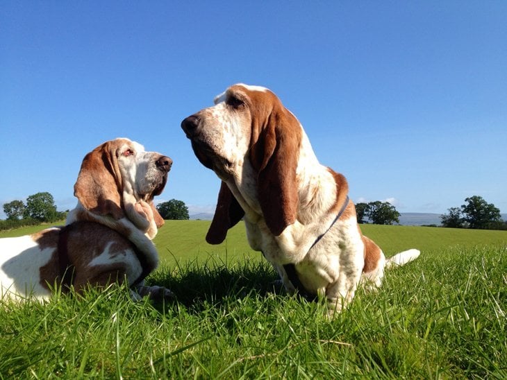 2 Basset Hounds lazing