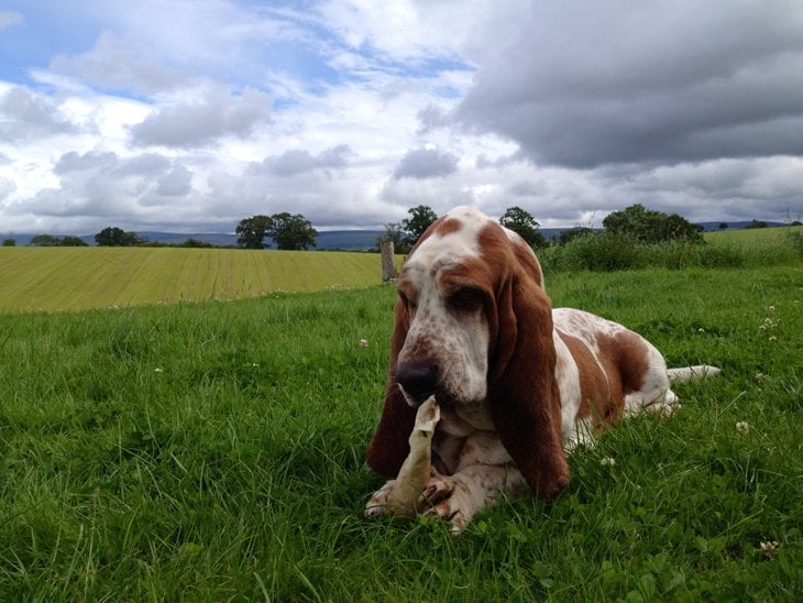 Basset Hound chewing a bone