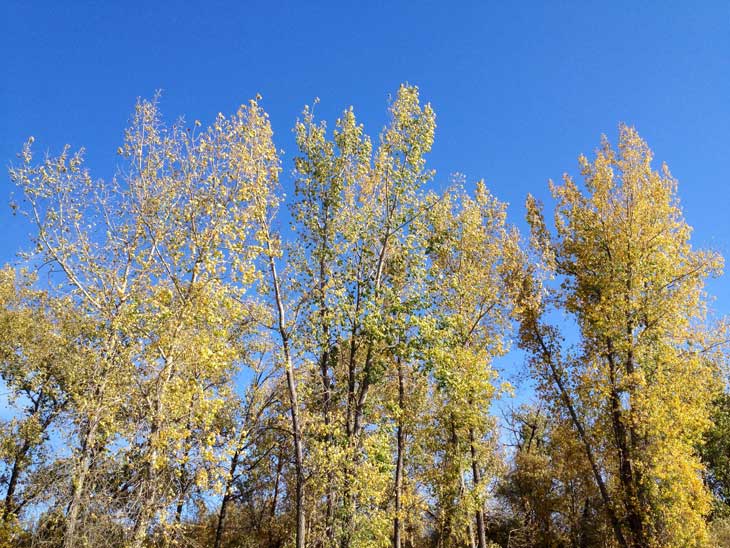 trees near Saskatoon
