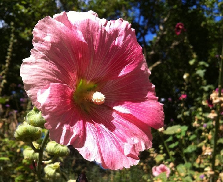 big hollyhock in london park