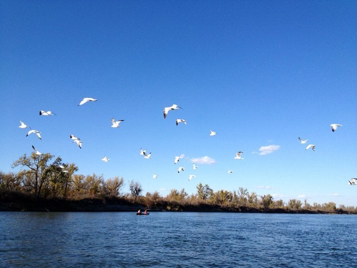 birds flying above the South Saskatchewan River