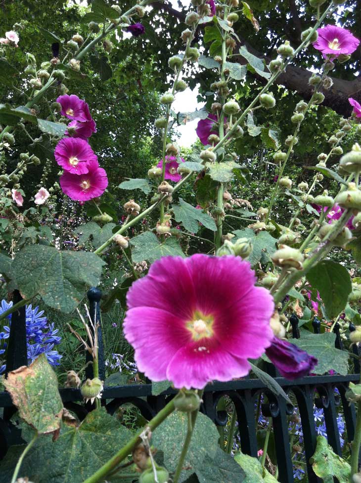 london hollyhocks