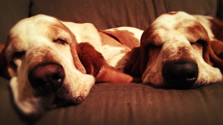 Basset Hounds sleeping