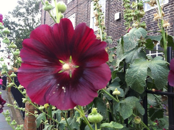 red hollyhock on fence