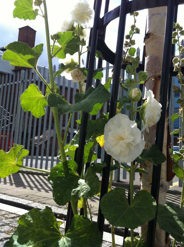 white flowers in london