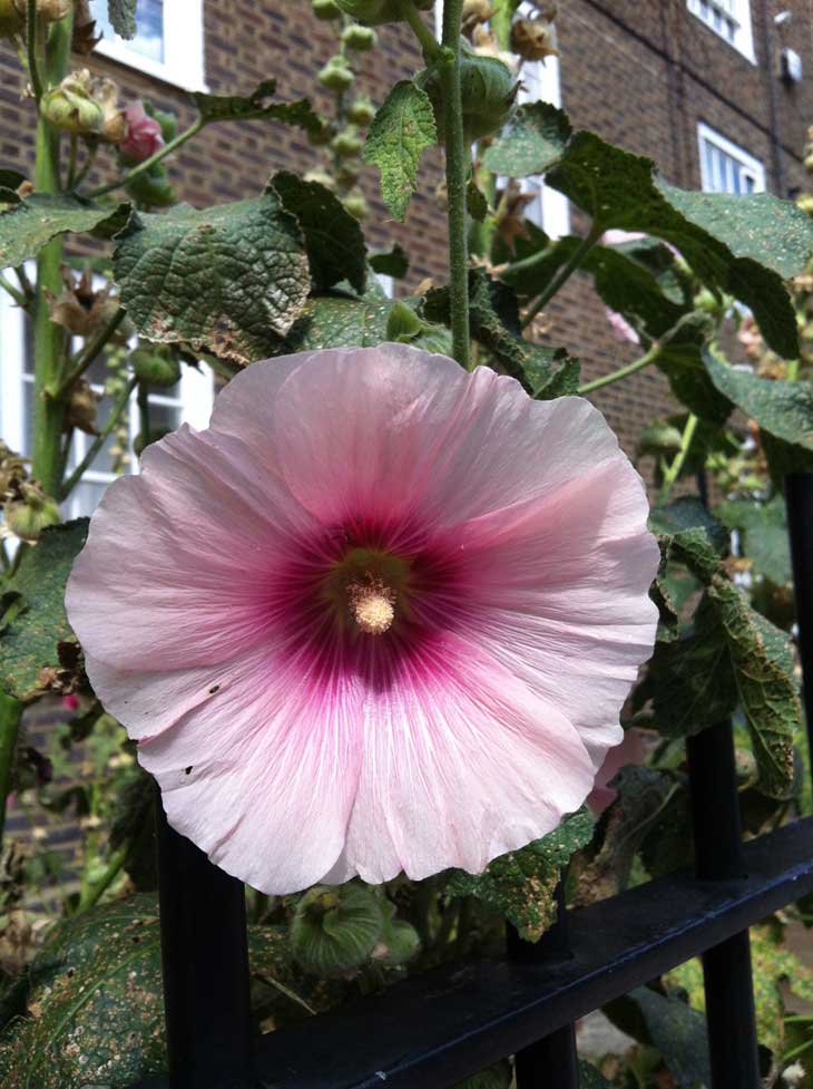 pink hollyhock in bloom UK